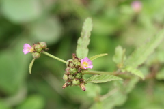 Melochia corchorifolia